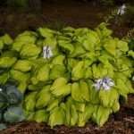 HOSTA STAINED GLASS - imagine 3