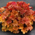 HEUCHERA NORTHERN EXPOSURE AMBER -