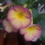 Achimenes  Honey Queen