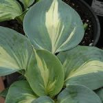Hosta 'Dream Queen'