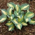 Hosta dream queen