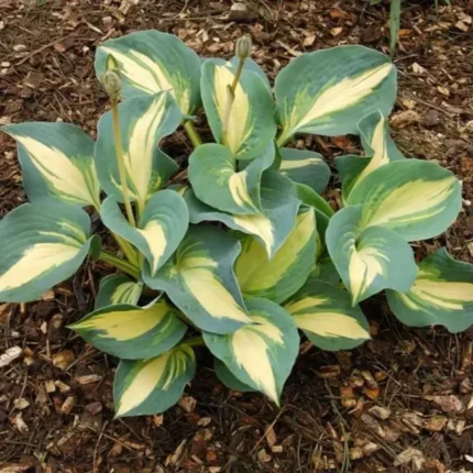 Hosta dream queen