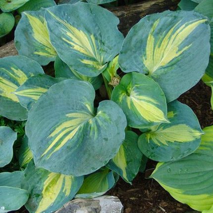 HOSTA DREAM QUEEN
