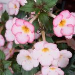 Achimenes  Ivory Blush