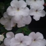 Achimenes  Jay Dee Large White