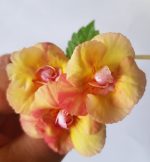 Achimenes  Limoncello - imagine 2