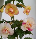 Achimenes  Limoncello