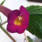 Achimenes  MM's Mexhet