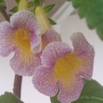 Achimenes  MM's Mihail