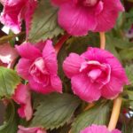 Achimenes  Mad Parrot