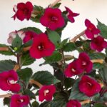 Achimenes Night Fall