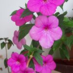 Achimenes  Old Rose Pink