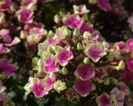 PHLOX AUREOLE PAN,