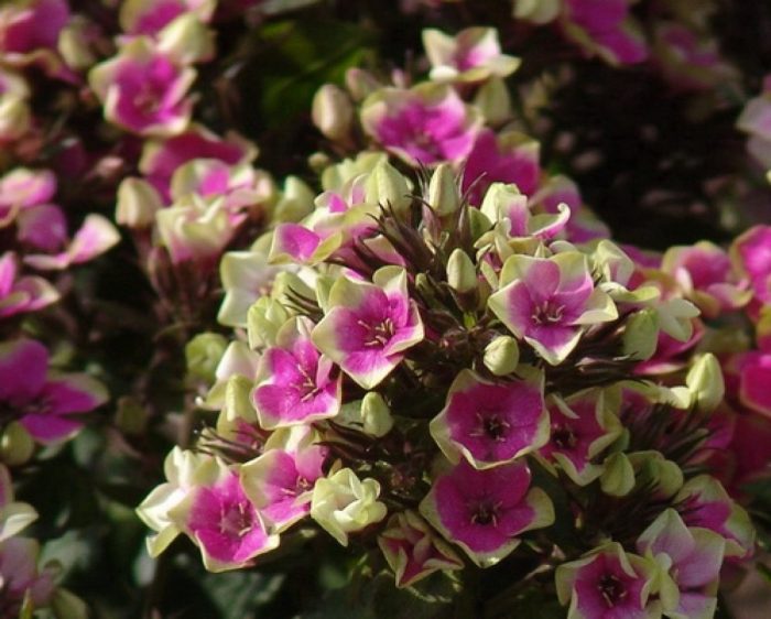 PHLOX AUREOLE PAN,