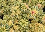 SEDUM ATLANTIS
