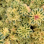 SEDUM ATLANTIS