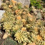 SEDUM ATLANTIS-2L - imagine 2