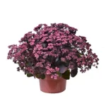 SEDUM GLOBE PURPLE-livrarea din martie