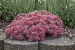 SEDUM GLOBE PURPLE-livrarea din martie - imagine 2