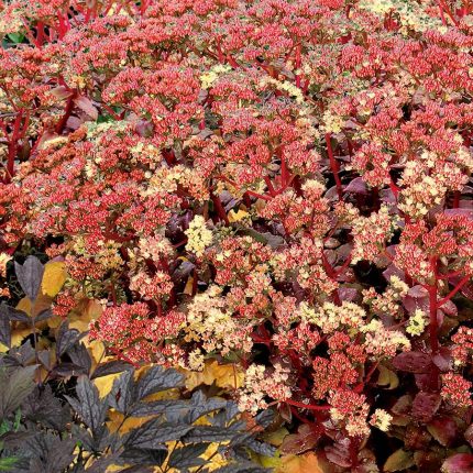 SEDUM PEACH PEARLS