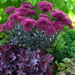 SEDUM THUNDERHEAD