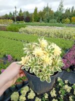 Sedum takesimense 'Atlantis'