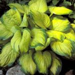 HOSTA STAINED GLASS