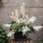 ACANTHUS WHITEWATER D19