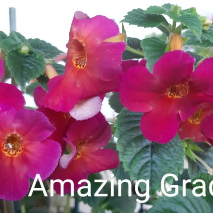 Achimenes Amazing Grace
