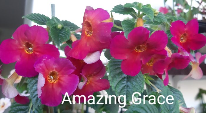 Achimenes Amazing Grace