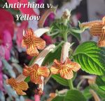 Achimenes Antirrhina v Yellow
