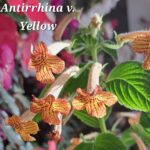Achimenes Antirrhina v Yellow