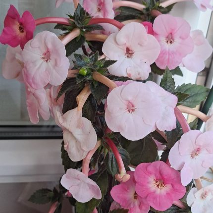 Achimenes Apple Blossom