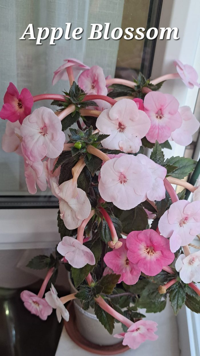 Achimenes Apple Blossom