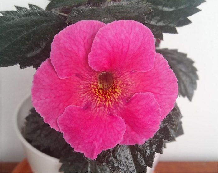 Achimenes Arletta Pink