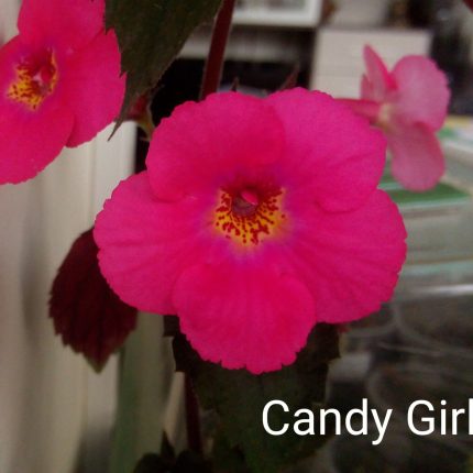 Achimenes Candy Girl