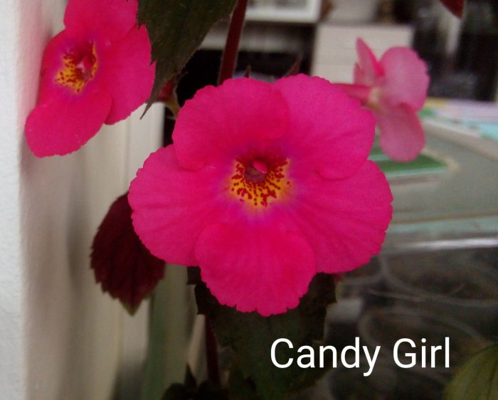 Achimenes Candy Girl