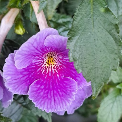 Achimenes Charles Martel