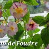 Achimenes Coup de Foudre