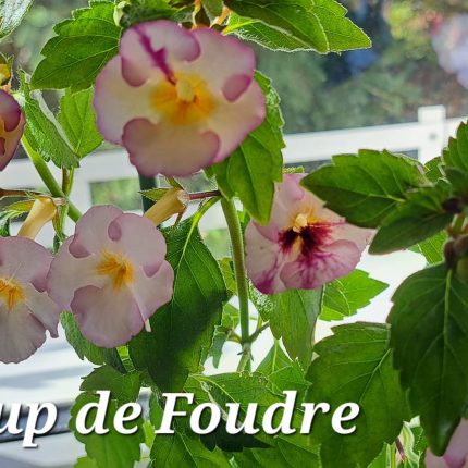 Achimenes Coup de Foudre