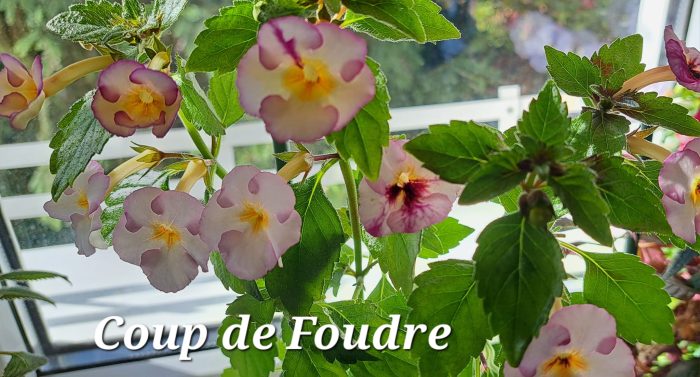 Achimenes Coup de Foudre
