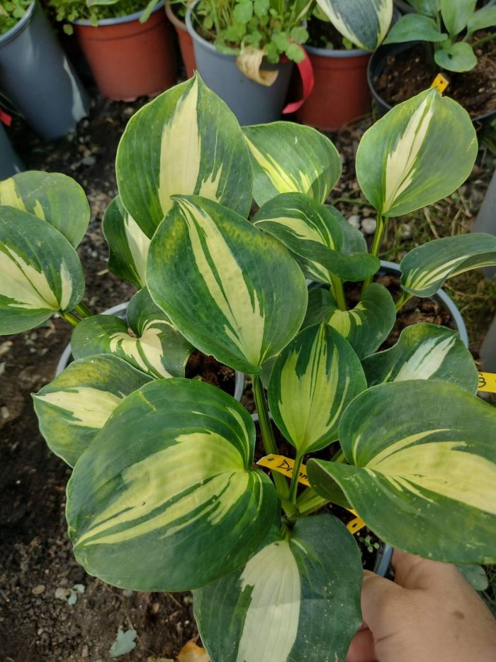 Hosta dream queen
