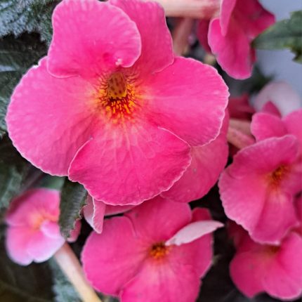 Achimenes George Houche