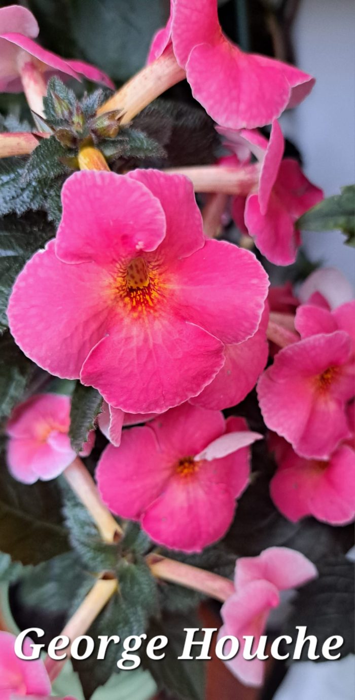 Achimenes George Houche