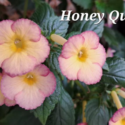 Achimenes Honey Queen