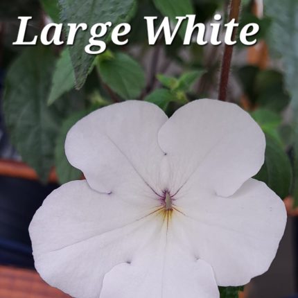 Achimenes Jay Dee Large White