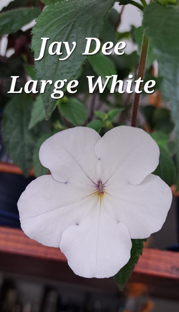 Achimenes Jay Dee Large White