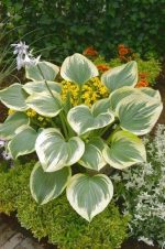 HOSTA LIBERTY - imagine 3