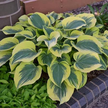 hosta liberty hosta liberty