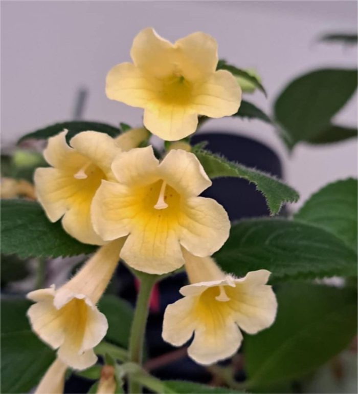 Achimenes  MM's Andul
